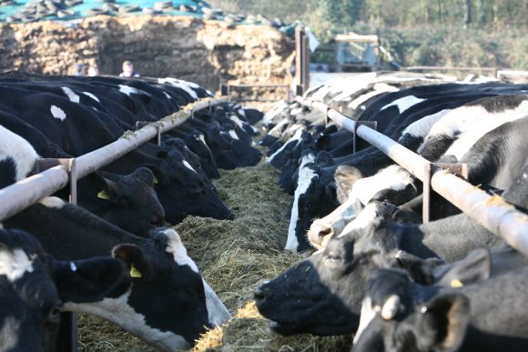 Animal Welfare