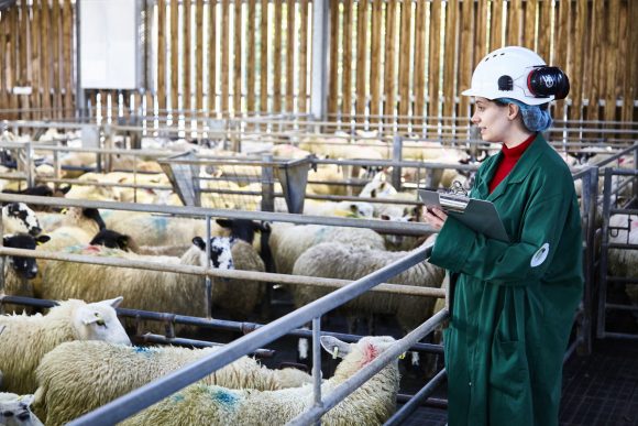 Welcome to the World of Official Veterinarians (OVs)